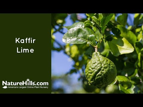 Video: Papeda Citrus Trees: Aprenda sobre varios tipos de Papeda