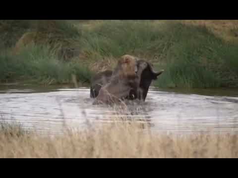male lion take down big buffalo into waterhole video 480p