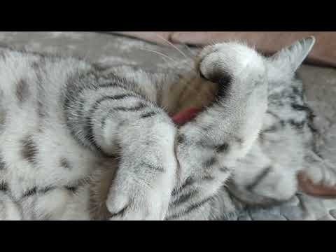 Video: Stimulanți Ai Apetitului Pentru Pisici - Când Pisica Nu Va Mânca
