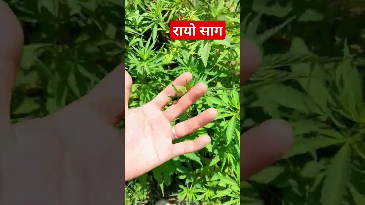 purple haze cannabis grown in Nepal 🇳🇵 