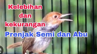 Kelebihan dan kekurangan prenjak semi dan prenjak abu.