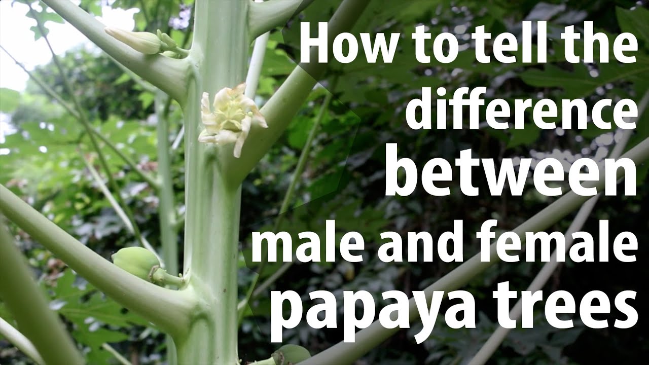 How To Tell The Difference Between Male And Female Papaya Trees