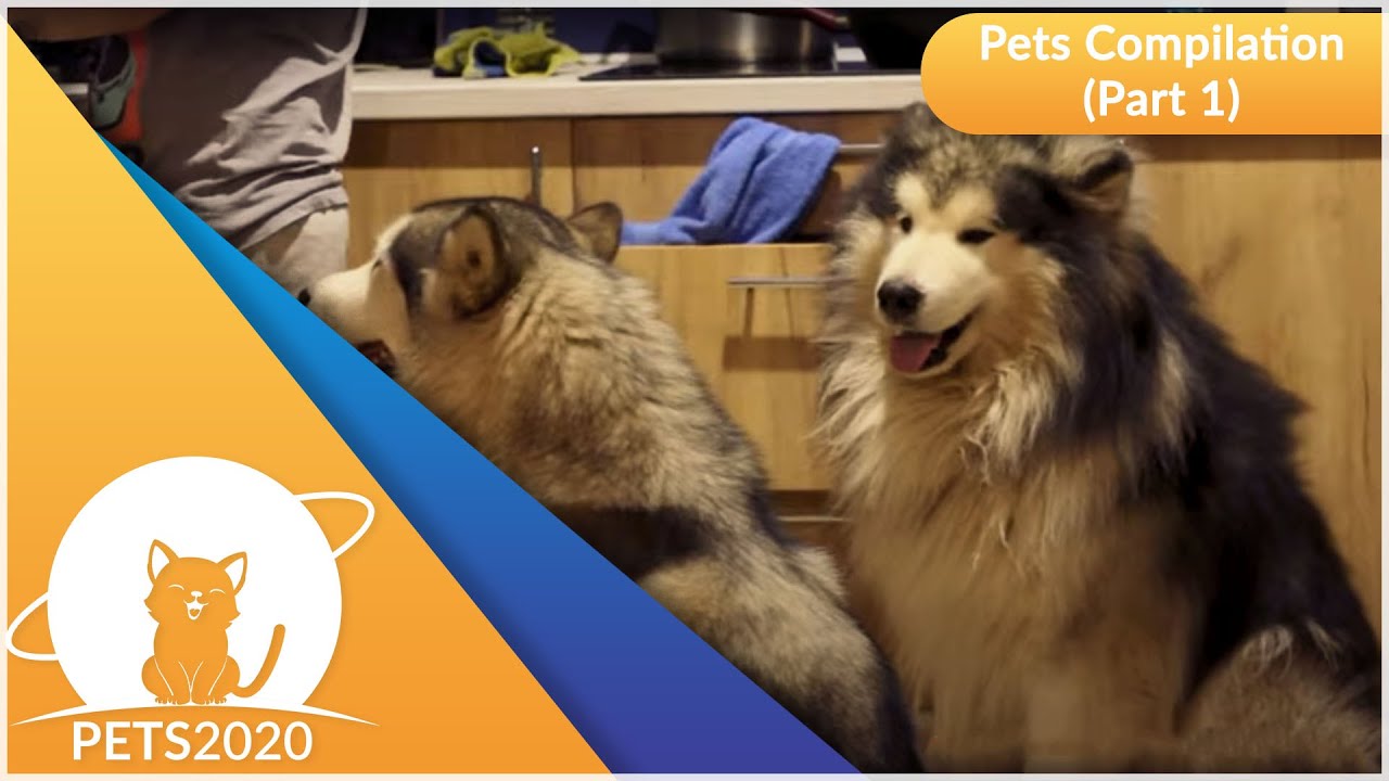 Cute Pets Compilation Part 1 | Pets 2020 - YouTube