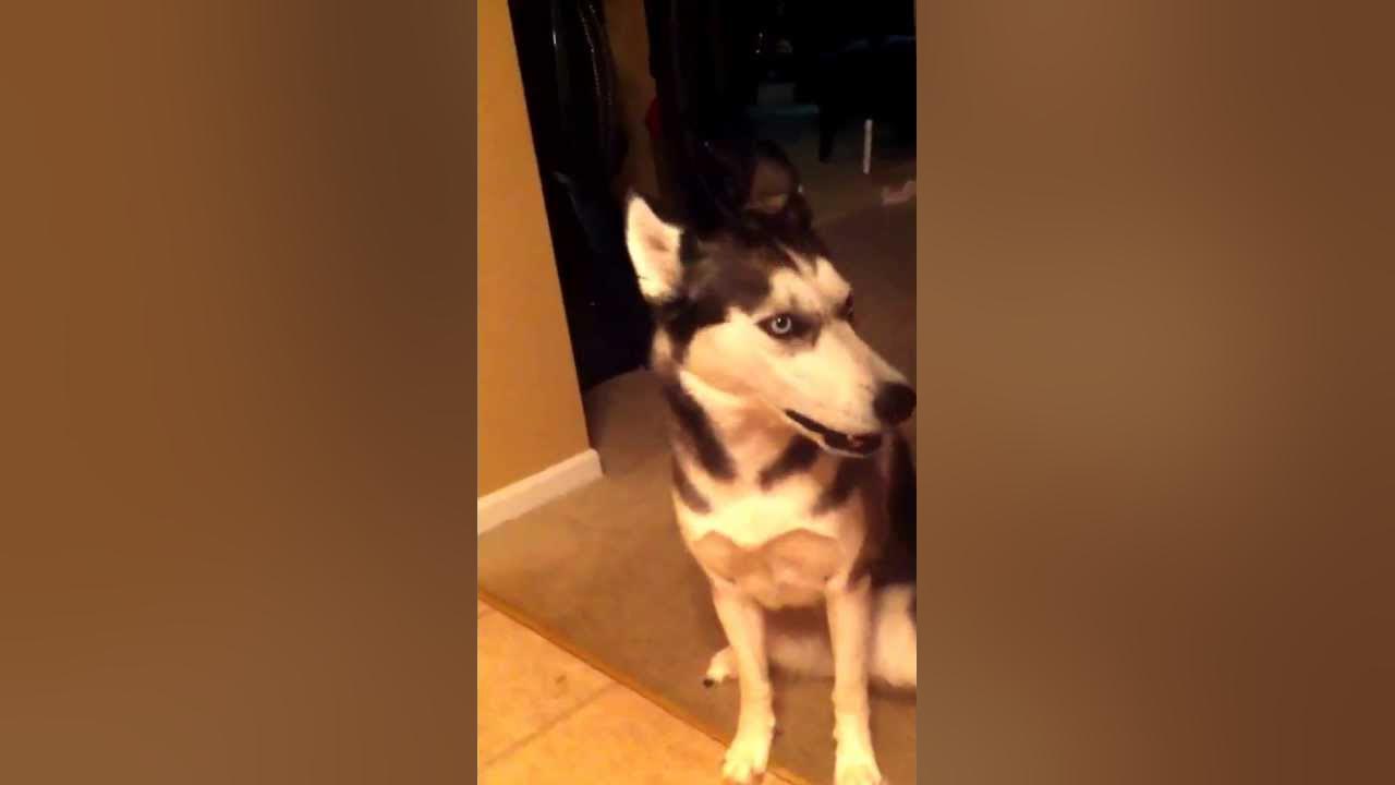 My Siberian husky yelling at me for leaving her home alone. So mad she wouldn't let me get a