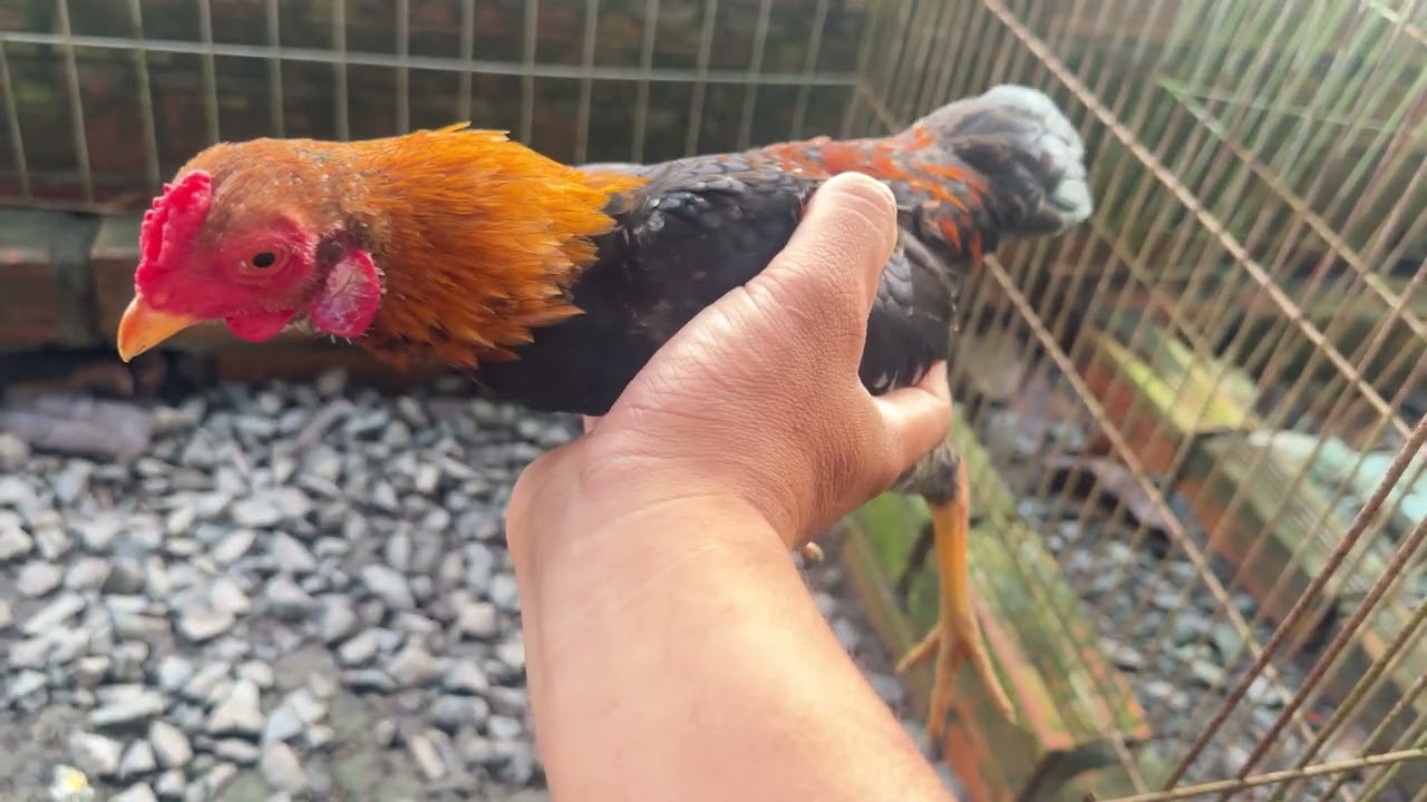 Tre bắc cộc nghe gáy [ Đã Chia ]