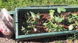 Sneaking in a few spacesaver Black Zucchini in Zone 6 A