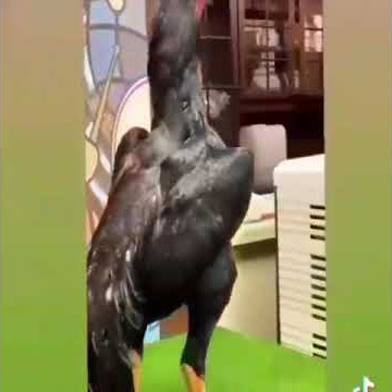 Shay Foks XXX Italiya retro porno filmlar onlayn