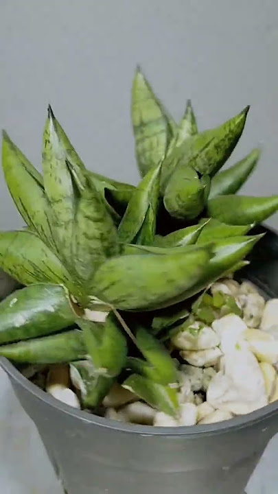 Sansevieria Poompui (hybrid) #sanseveria  #houseplants #indoorplants