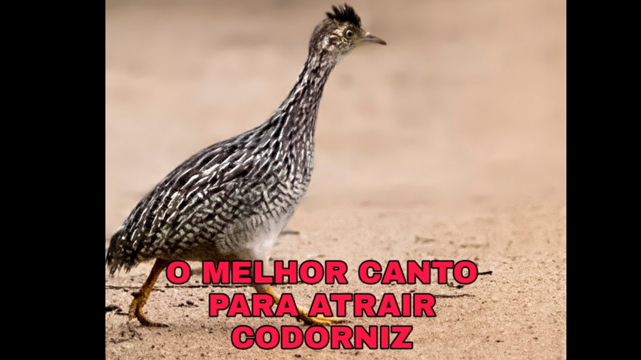 ATRAINDO CODORNIZ ESSE CANTO É APROVADO (ZAP no final do vídeo)