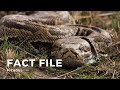 Python Facts Quiz