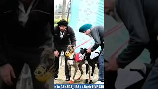 Speed queen vs Fortis greyhound Dog race ?❤️ greyhound doglover youtubeshorts trendingshorts