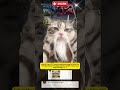 tutorial trend DC transisi makeup kucing 🔥#kucinglucu #trendingshorts  #tiktokviral