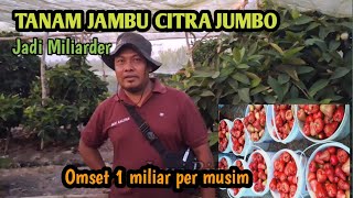 TANAM JAMBU CITRA JUMBO JADI MILIARDER