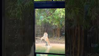 When The Zoo Tiger Gets Hungry