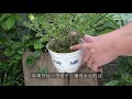 盆栽青苔有啥作用 又该如何养护 盆栽青苔有啥作用 又该如何养护