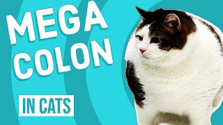 Megacolon in Cats | Extreme Constipation