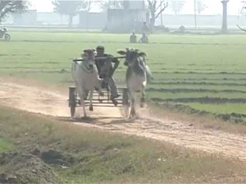 Desi OX Races P=01