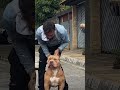 Pitbull loverdanger dogdog lover and animals lover