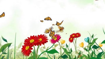 Butterfly Animation simpal & easy after effects