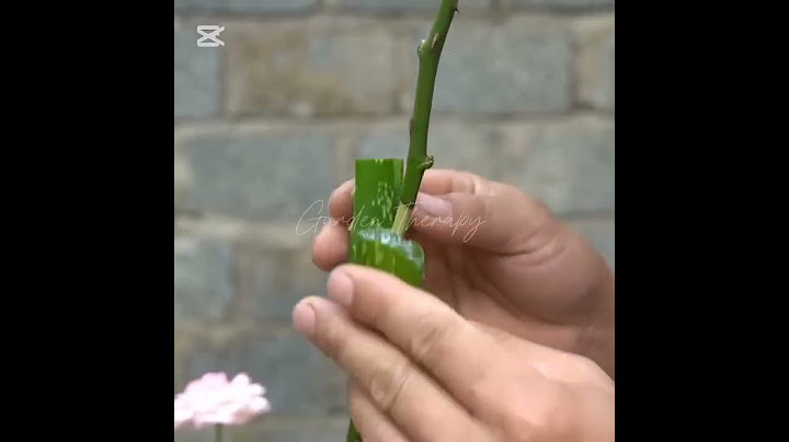 How to propagate Rose!