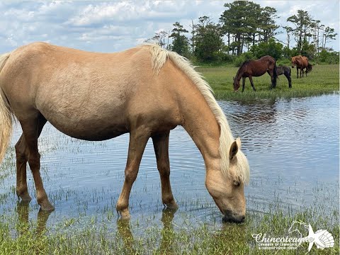 Video: Chincoteague poníky na ostrove Assateague