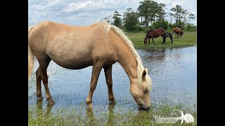 Chincoteague Island is featured on DelmarvaLife Small Town Series
