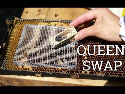 Swapping Queens Using a Push-In Cage | S3 E7