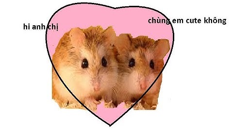 những khoảnh khắc hài hước của những bè hamster đáng yêu #1