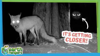 Something Is Sneaking Around This Fox Den at Night! | Earth Rangers