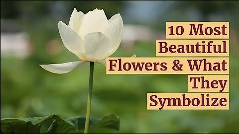 10 Most Beautiful Flowers & What They Symbolize - DayDayNews