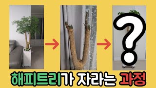 해피트리 성장 과정(대머리에서 장발이 되다ㅋㅋ) : 의좋은 형제
