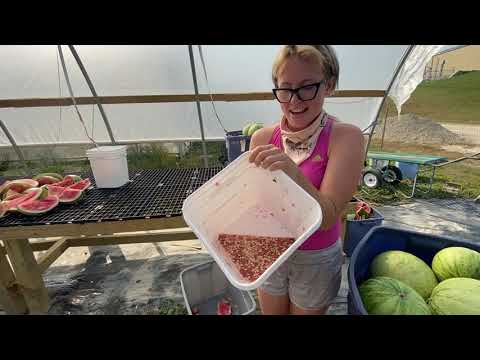 Video: Watermelon Seed Information - How To Harvest Watermelon Seeds