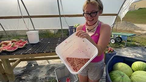 Processing Watermelon for seed saving
