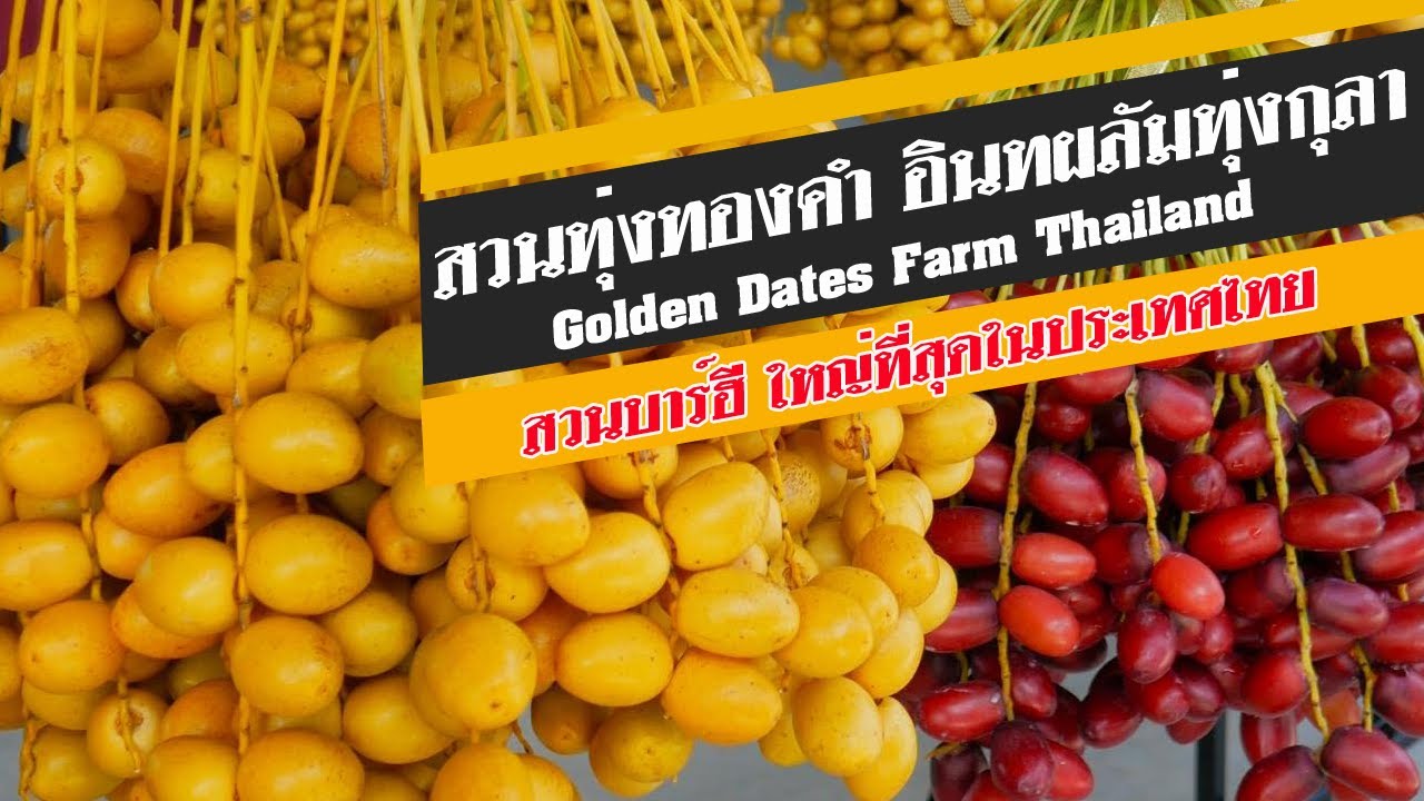 1สวนทุ่งทองคำ240ไร่ อินทผลัมทุ่งกุลาร้อยเอ็ด Golden Dates Farm สวนบาร์