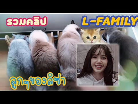 L-family cats LISA BLACKPINK | รวมคลิปลูกๆทั้ง 5L ของลิซ่า