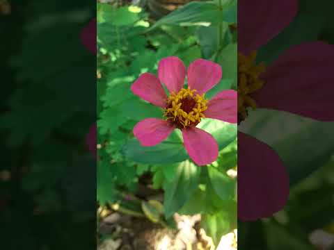 Elegant Zinnia | Common Zinnia | Zinnia elegans #zinnia #zinniaflower #botany #plants #garden