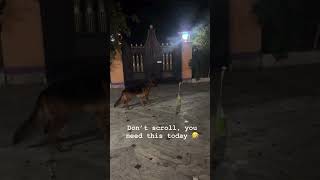 #trending #viralvideo #dog #dogs #dogshorts
