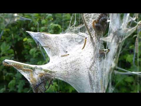 Video: The Ubiquitous Apple Stoat Moth