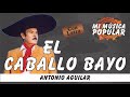 El Caballo Bayo - Antonio Aguilar- Con Letra (Video Lyric)