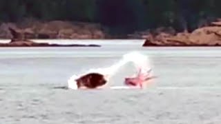 Sea lion and octopus battle in British Columbia | CAUGHT ON CAM