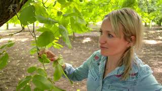 Kate Quilton And Walnuts