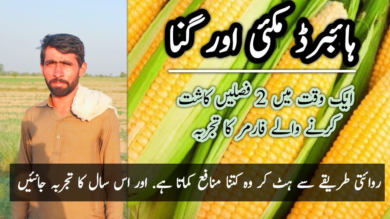 Hybrid Maize Farming | Double Crop Cultivation | Makai ke Kasht | Sugarcane Farming