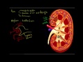 Le rein et le nephron