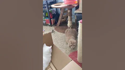 Video 8915641: cream tabby cat, tabby cat white, rescue