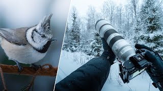 POV Nature Photography - Winter Birds & Wildlife