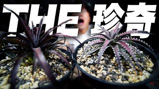 植物沼】攻撃力がバカ高い珍奇植物を植え替えた【ディッキア】 - YouTube