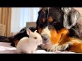 Big Dog Reacts to Tiny Bunny