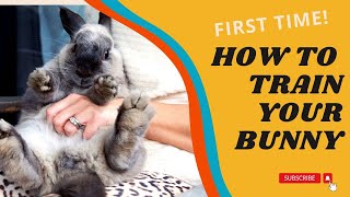 Funny and Easy Bunny Tricks to Train Your Bunny | Bunny Care