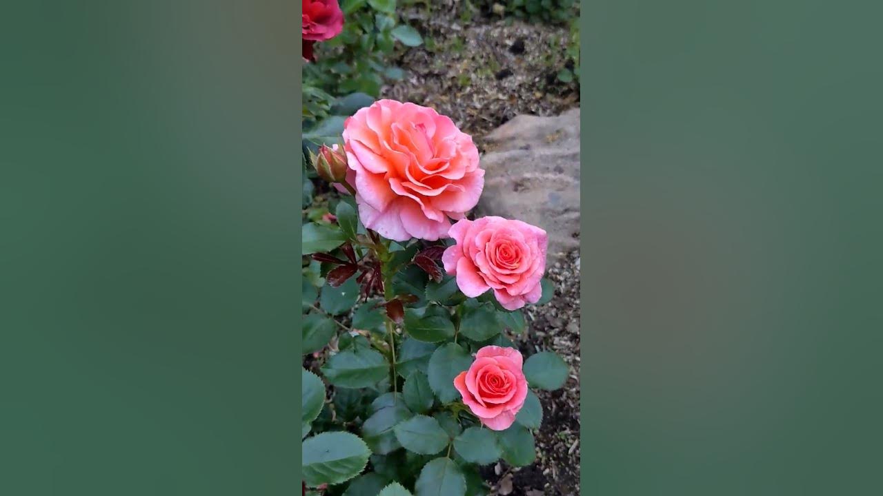 Роза доктор джо фото и описание Роза доктор джо Фитостудия-63.ру