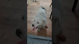 Precious Puppy Went Back to Sleep after Owner Woke It Up